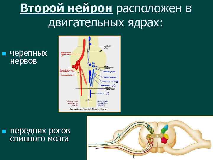 Нейроны расположенные в передних рогах спинного мозга