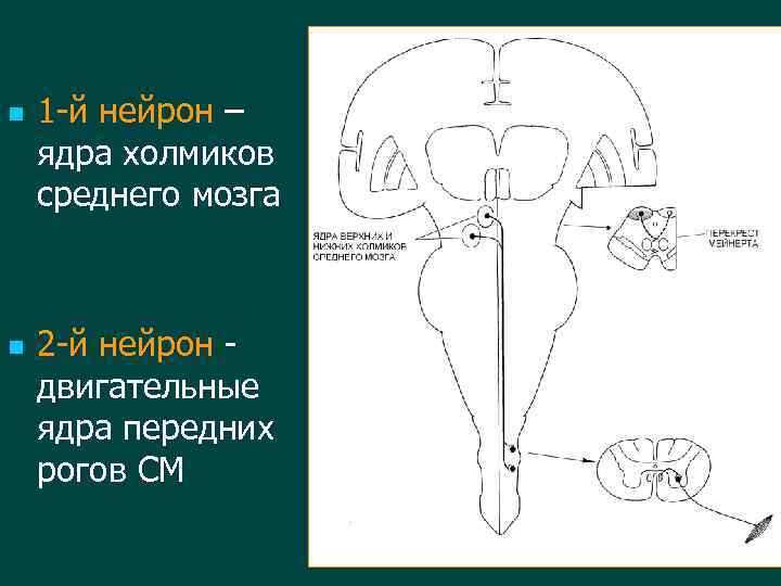 n n 1 -й нейрон – ядра холмиков среднего мозга 2 -й нейрон двигательные