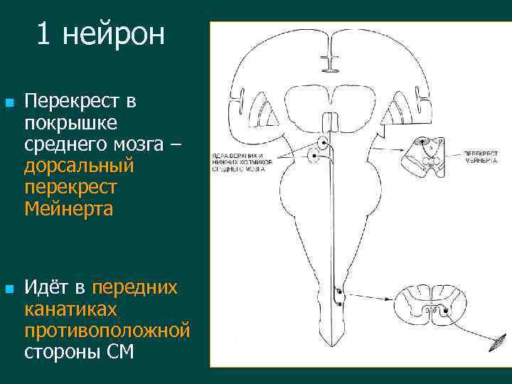 Перекрест. Вентральный Перекрест покрышки среднего мозга. Перекрест в среднем мозге. Перекрест Мейнерта. Дорсальный Перекрест среднего мозга.