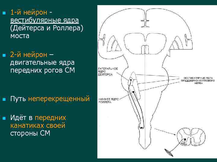 n n 1 -й нейрон вестибулярные ядра (Дейтерса и Роллера) моста 2 -й нейрон