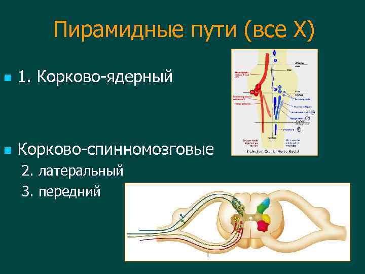 Пирамидные пути (все Х) n 1. Корково-ядерный n Корково-спинномозговые 2. латеральный 3. передний 