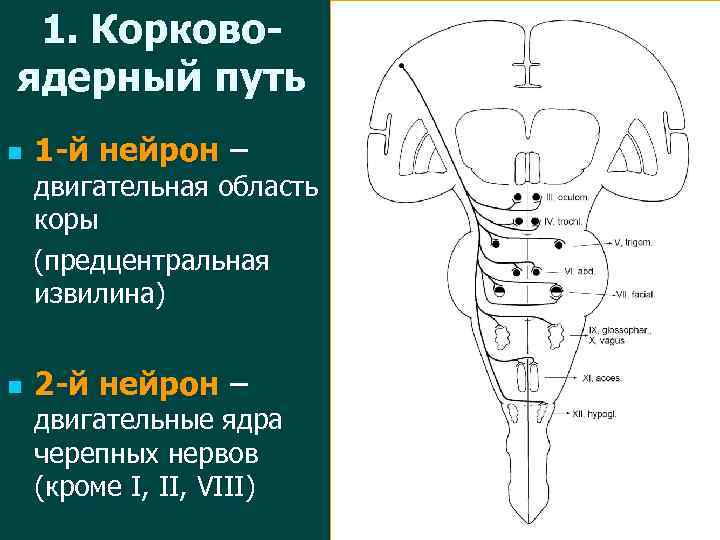 Кортико нуклеарный путь схема