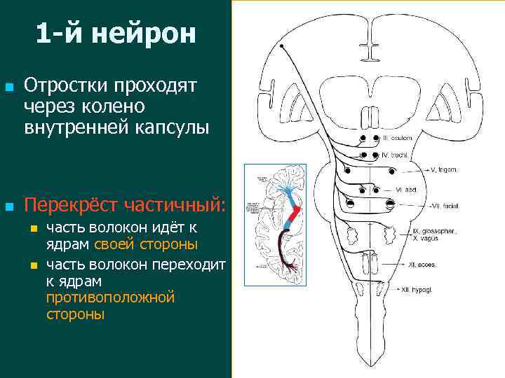 1 -й нейрон n n Отростки проходят через колено внутренней капсулы Перекрёст частичный: n