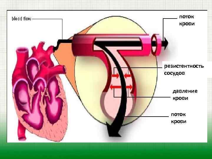 поток крови резистентность сосудов давление крови поток крови 