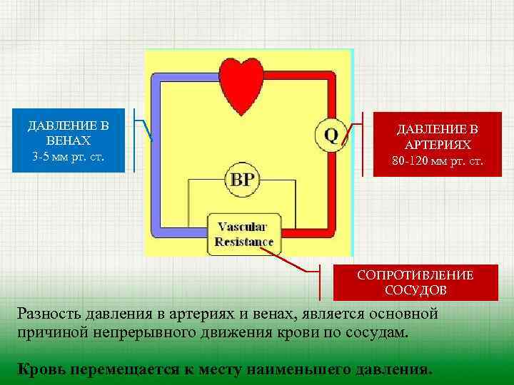 ДАВЛЕНИЕ В ВЕНАХ 3 -5 мм рт. ст. ДАВЛЕНИЕ В АРТЕРИЯХ 80 -120 мм
