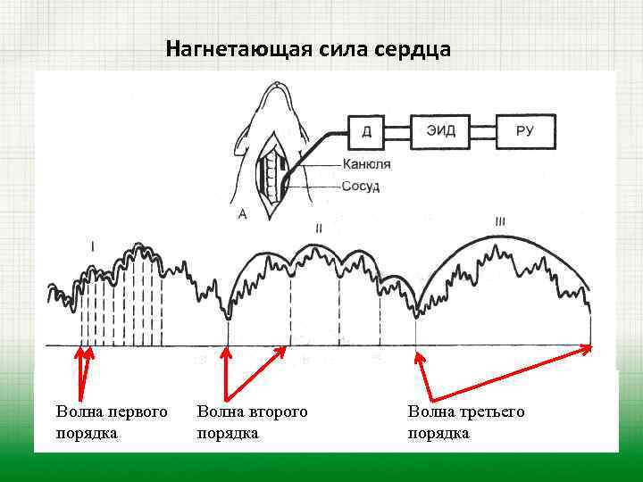 Волны первого порядка. Волны первого порядка на Кривой артериального. Волны второго порядка. Волны первого второго и третьего порядков.