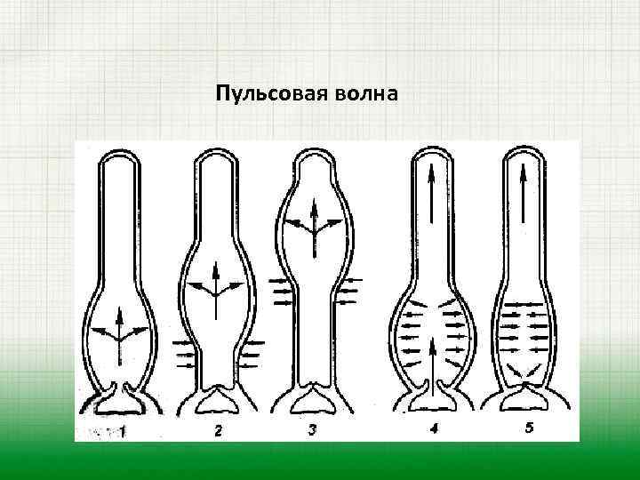 Пульсовая волна 