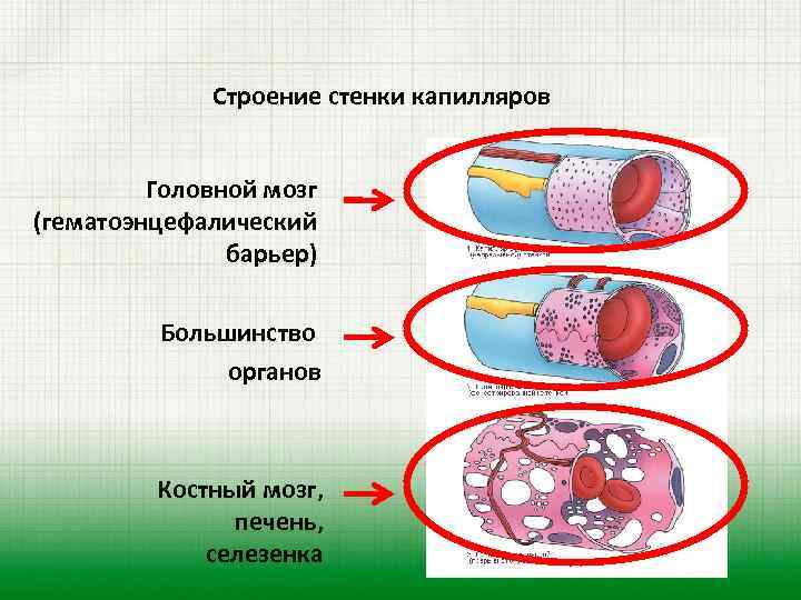 Структуры стенки капилляров