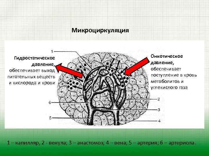 Микроциркуляция Гидростатическое давление, обеспечивает выход питательных веществ и кислорода и крови Онкотическое давление, обеспечивает