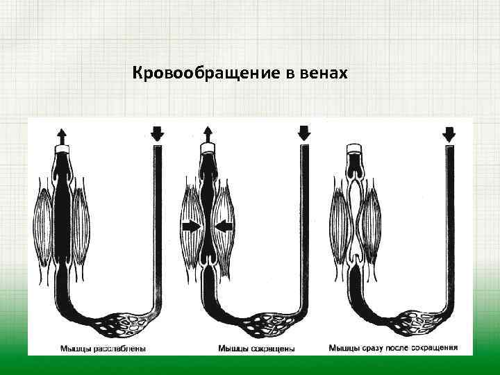 Кровообращение в венах 