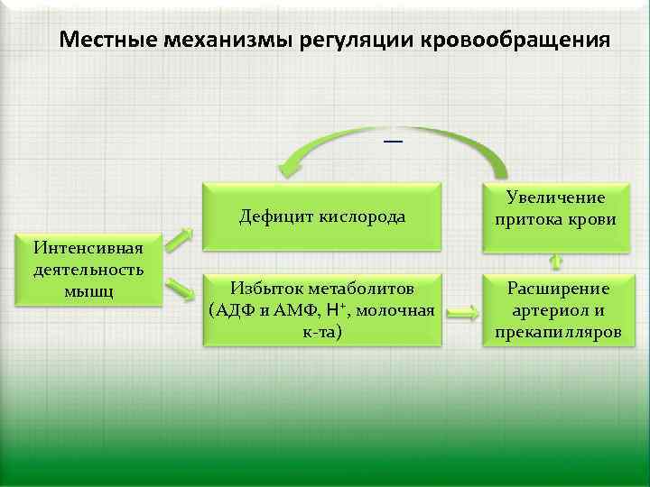 Местные механизмы регуляции кровообращения _ Дефицит кислорода Интенсивная деятельность мышц Увеличение притока крови Избыток