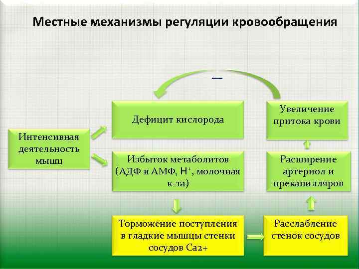 Регуляция кровообращения