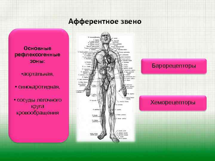 Афферентное звено Основные рефлексогенные зоны: Барорецепторы • аортальная, • синокаротидная, • сосуды легочного круга