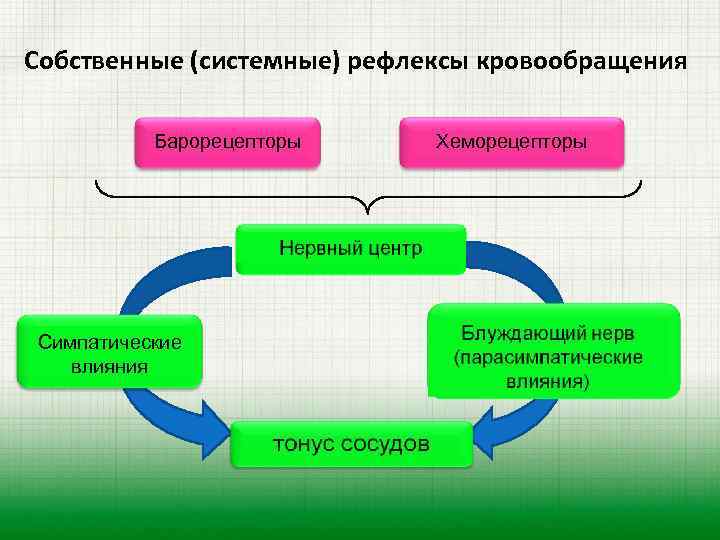 Собственные (системные) рефлексы кровообращения Барорецепторы Симпатические влияния Хеморецепторы 