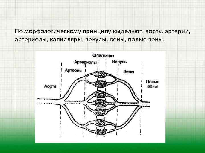 По морфологическому принципу выделяют: аорту, артерии, артериолы, капилляры, венулы, вены, полые вены. 