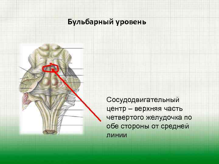Бульбарный уровень Сосудодвигательный центр – верхняя часть четвертого желудочка по обе стороны от средней