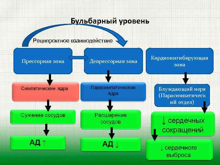 Бульбарный уровень Реципроктное взаимодействие Прессорная зона Депрессорная зона Кардиоингибирующая зона Блуждающий нерв (Парасимпатическ ий