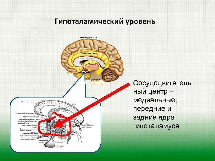 Гипоталамический уровень Сосудодвигатель ный центр – медиальные, передние и задние ядра гипоталамуса 