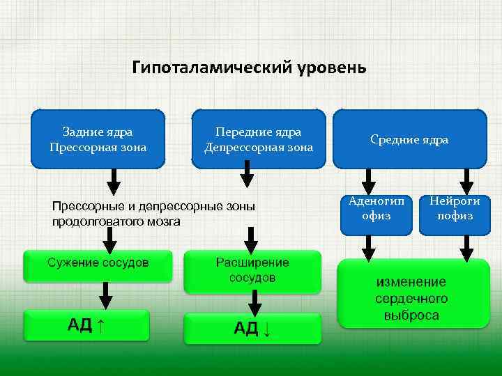 Гипоталамический уровень Задние ядра Прессорная зона Передние ядра Депрессорная зона Прессорные и депрессорные зоны
