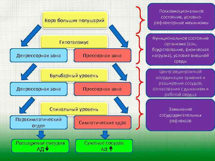 Кора больших полушарий Гипоталамус Депрессорная зона Прессорная зона Бульбарный уровень Депрессорная зона Прессорная зона