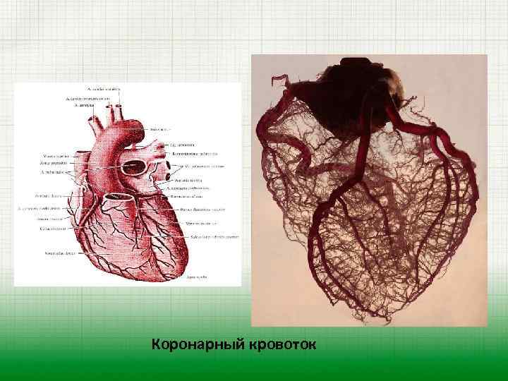 Коронарный кровоток 