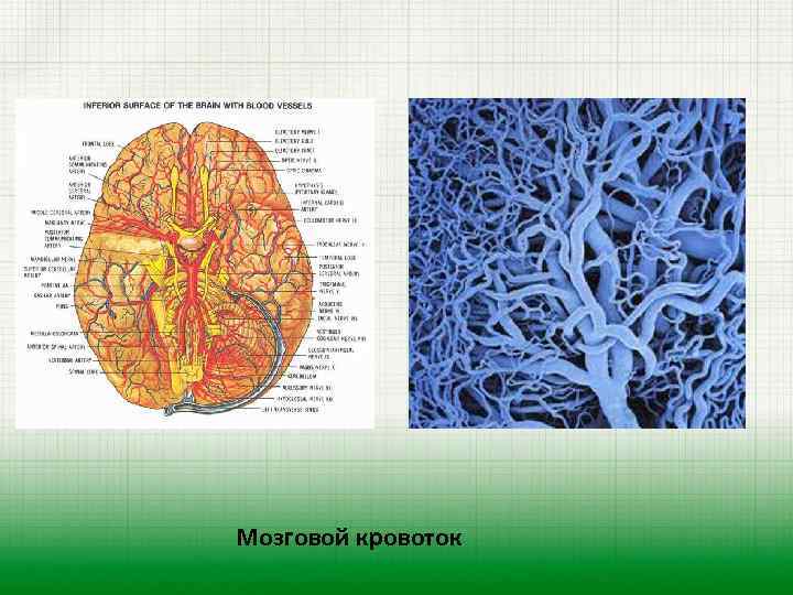 Мозговой кровоток 