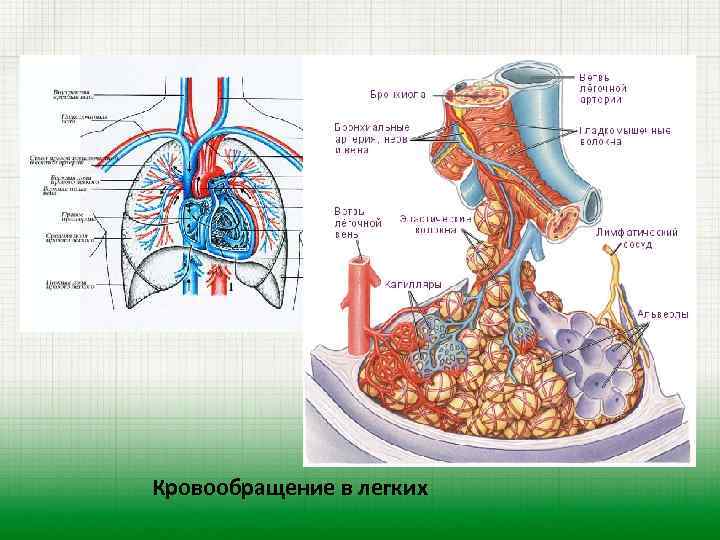 Легочное кровообращение. Легочное кровообращение физиология схема. Кровообращение легких физиология. Артерии кровоснабжающие легкие. Кровоснабжение легких.