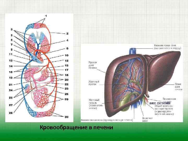 Кровообращение в печени 