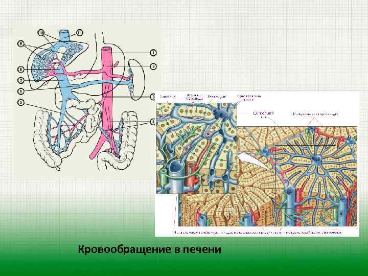 Кровообращение в печени 