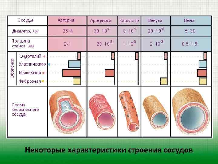 Некоторые характеристики строения сосудов 