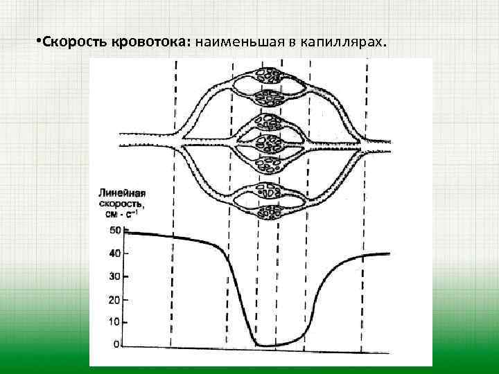  • Скорость кровотока: наименьшая в капиллярах. 