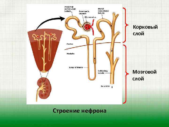 Корковый слой Мозговой слой Строение нефрона 