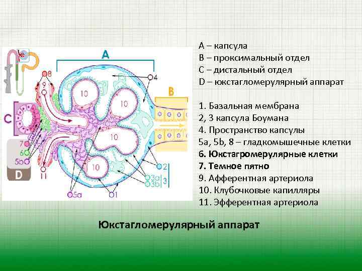 A – капсула B – проксимальный отдел C – дистальный отдел D – юкстагломерулярный