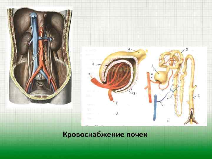 Кровоснабжение почек 