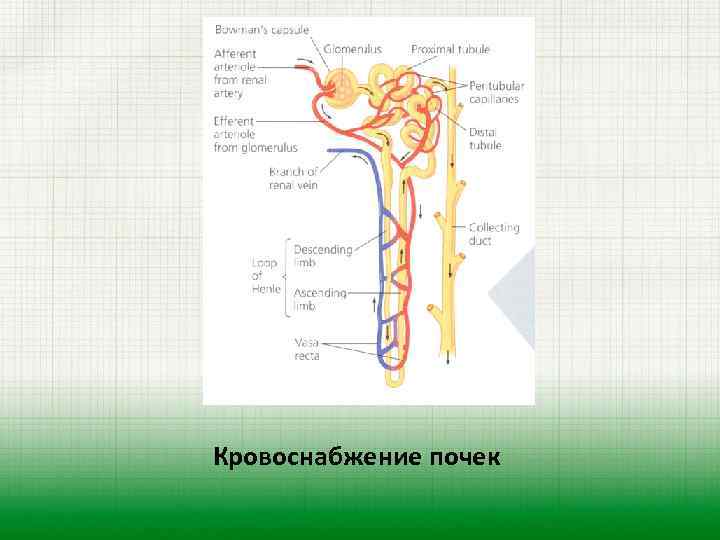 Кровоснабжение почек 