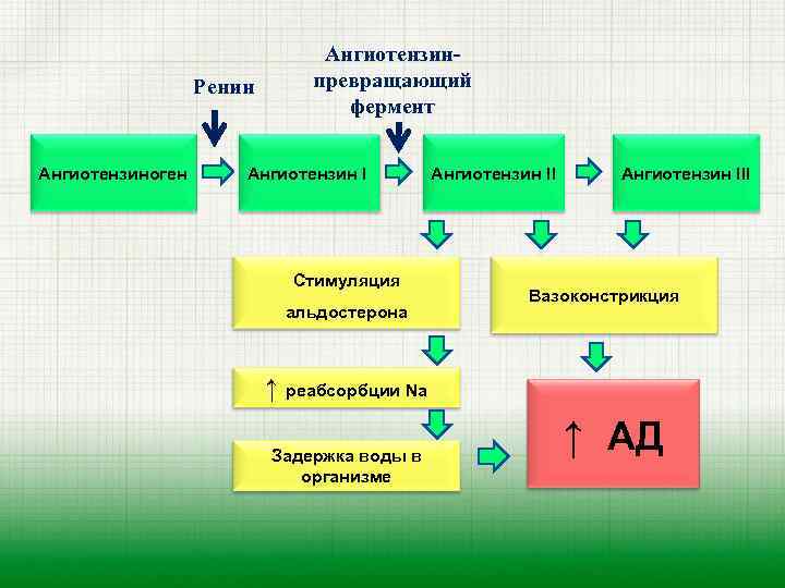 Ренин Ангиотензиноген Ангиотензинпревращающий фермент Ангиотензин I Стимуляция альдостерона Ангиотензин III Вазоконстрикция ↑ реабсорбции Na