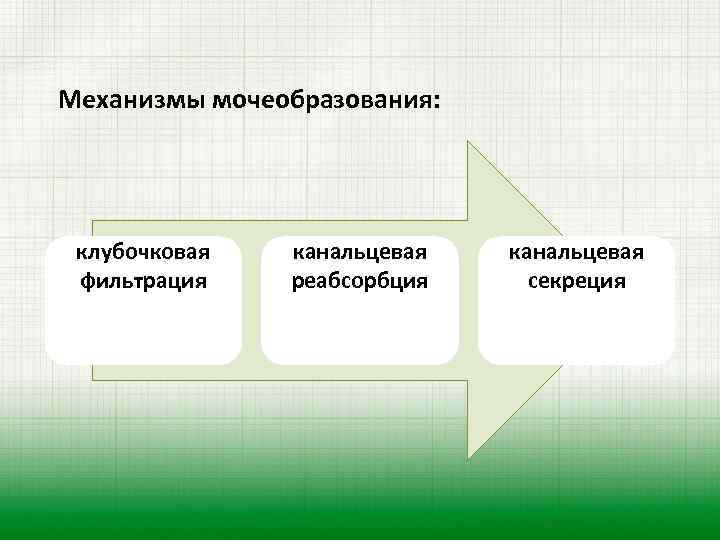 Механизмы мочеобразования: клубочковая фильтрация канальцевая реабсорбция канальцевая секреция 