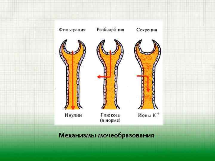 Механизмы мочеобразования 