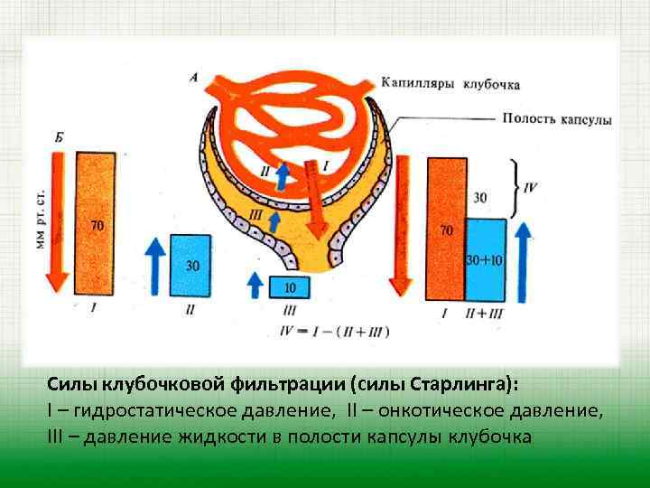 Силы клубочковой фильтрации (силы Старлинга): I – гидростатическое давление, II – онкотическое давление, III