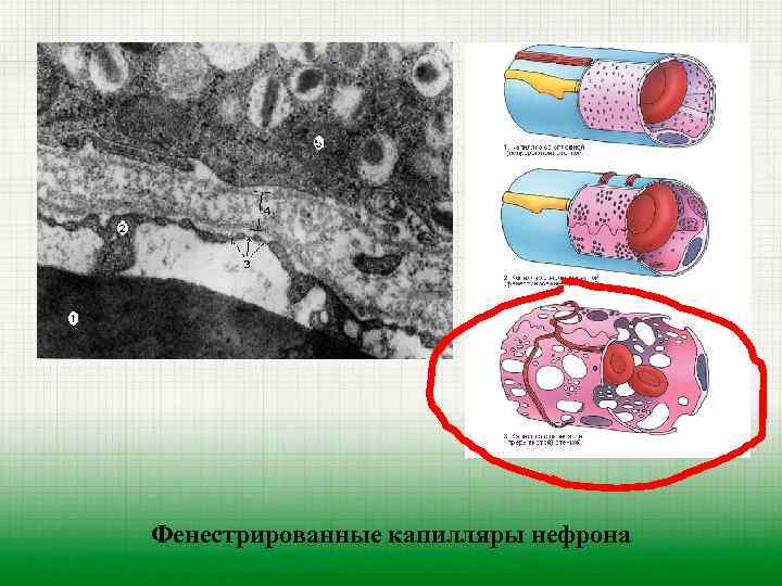 Фенестрированные капилляры нефрона 