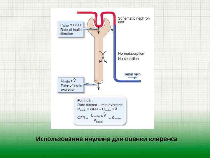 Использование инулина для оценки клиренса 