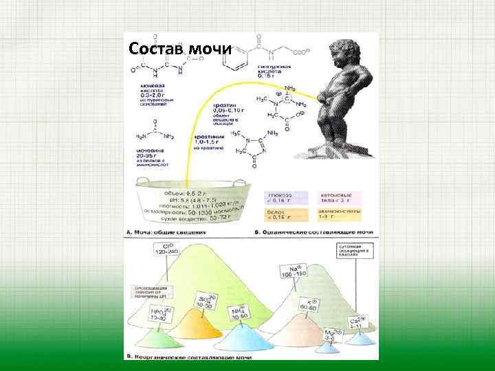 Состав мочи 