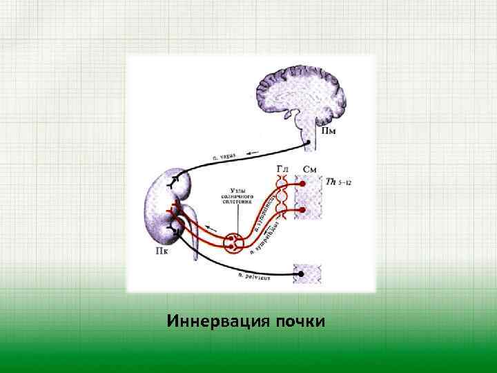 Иннервация почки 