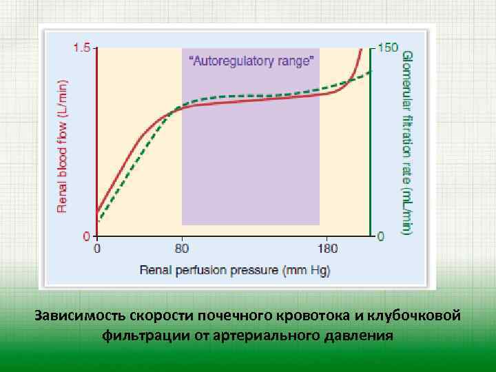 Зависимость скорости почечного кровотока и клубочковой фильтрации от артериального давления 