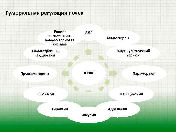 Гуморальная регуляция почек Ренинангиотензинальдостероновая система АДГ Альдостерон Соматотропин и андрогены Натрийуретический гормон ПОЧКИ Простагландины