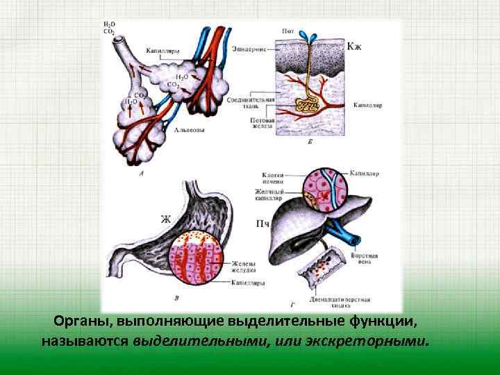 Органы, выполняющие выделительные функции, называются выделительными, или экскреторными. 