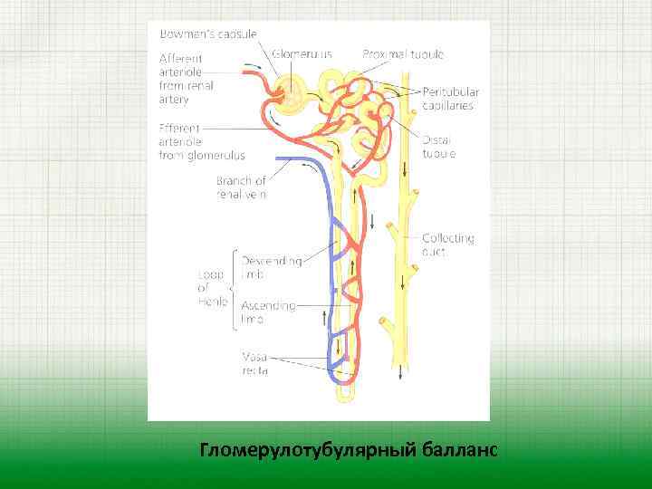 Гломерулотубулярный балланс 