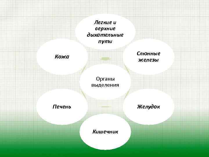 Легкие и верхние дыхательные пути Слюнные железы Кожа Органы выделения Печень Желудок Кишечник 