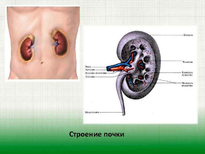 Строение почки 