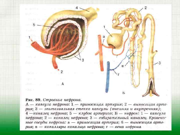 Строение нефрона 